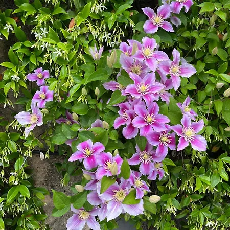 Paradiso شقة كانيرو ريفييرا