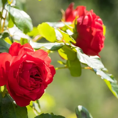 شقة Paradiso كانيرو ريفييرا